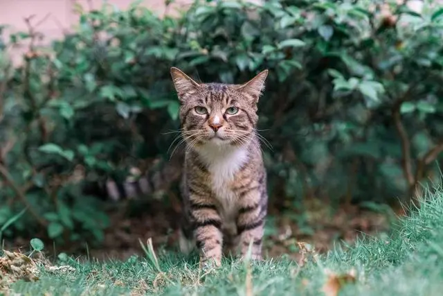 中华“狸花猫”为何跌落神坛，遍地都是流浪猫？原因有5个