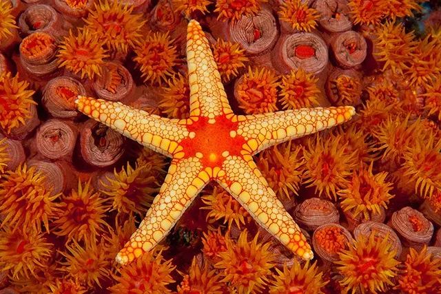 海星眼睛长在哪里？为什么说海星存活能力强到变态？