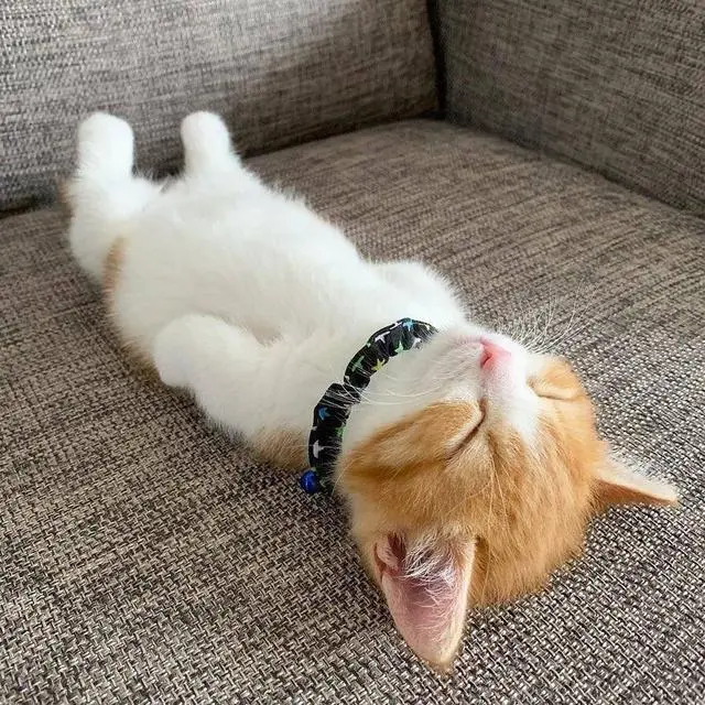 猫咪“过得幸福”的7种表现，假的装不出来！