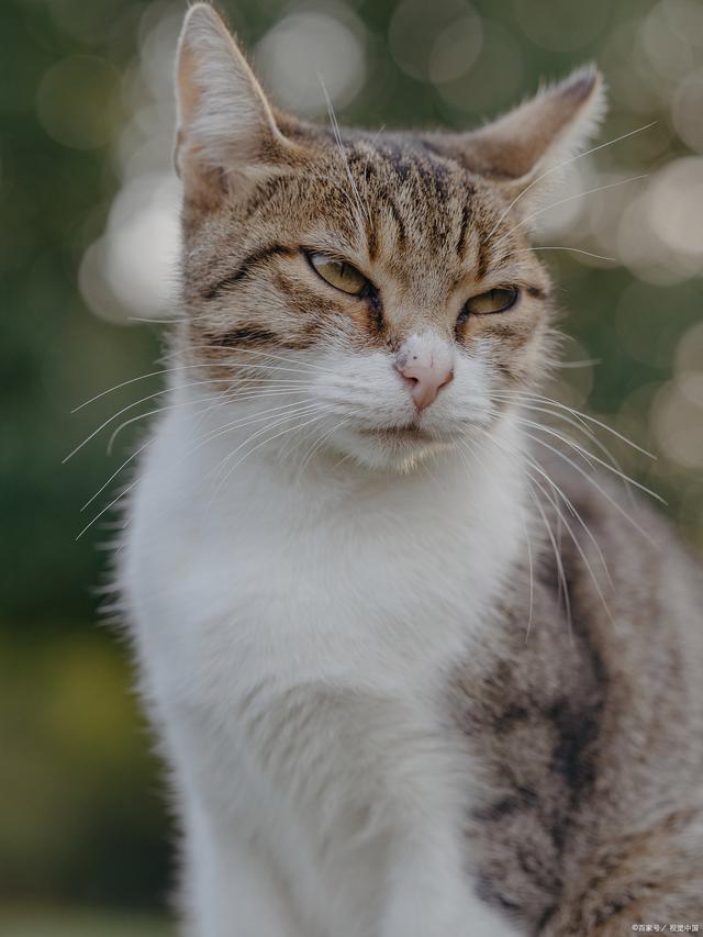 猫咪什么行为表示他很依赖你？你中招了吗？