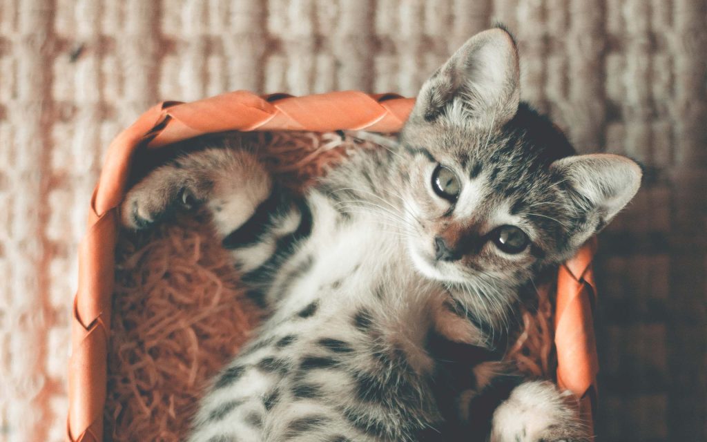 猫咪的生产过程是宠物主人都应该了解的重要知识，猫咪生产全过程