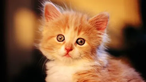 猫咪为什么受欢迎？