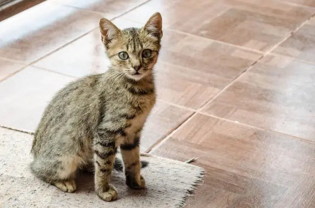 小猫咪太调皮了怎么办？