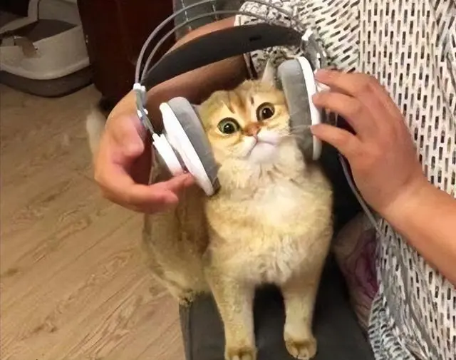 这几种行为，会让猫咪很“痛苦”，却有人天天做！