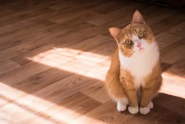 并不高冷！研究显示：你的猫咪可能比你想象的更爱你
