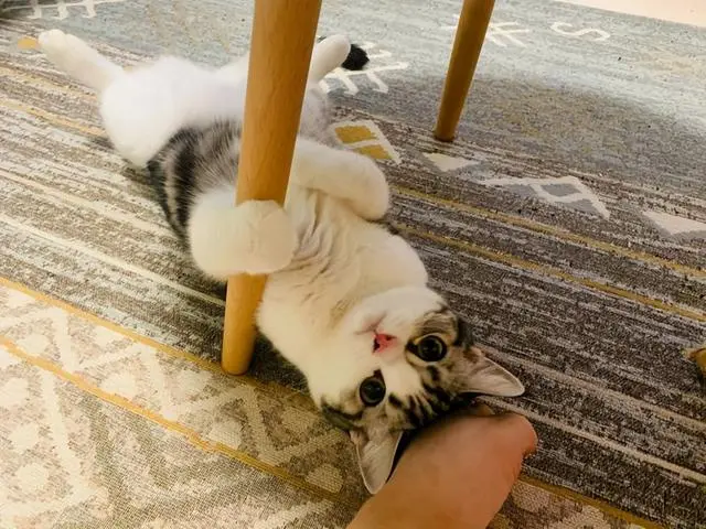 猫咪躺地上“打滚”，不只是卖萌！还有这些原因