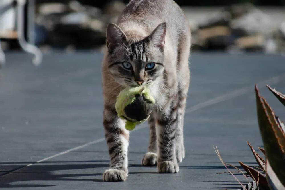 猫咪换环境会生病吗？如何帮助它们适应新环境？
