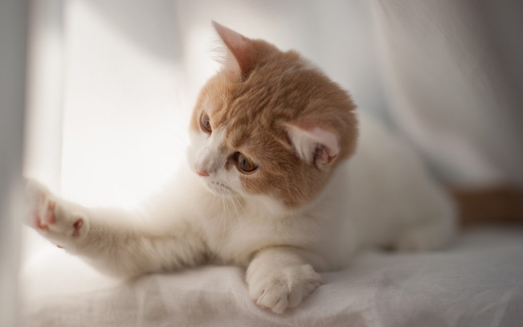 竟然有这么多种受人类欢迎的猫，你养过吗