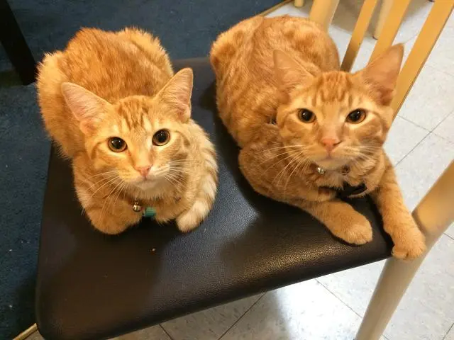 迷人又可爱的橘猫