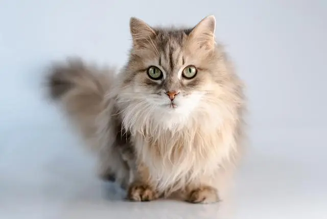 猫咪打喷嚏的原因大揭秘！一定要重视~