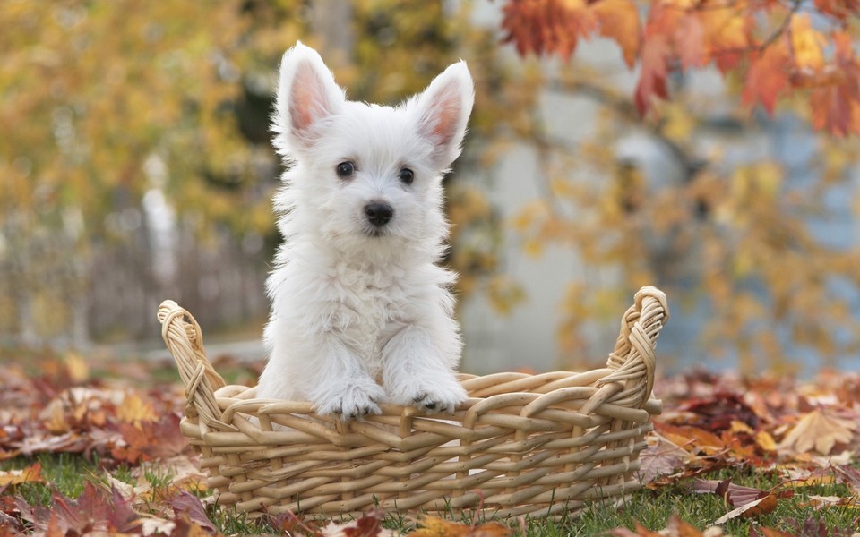 狗狗每年都需要打什么针？全面解析犬类年度疫苗接种计划