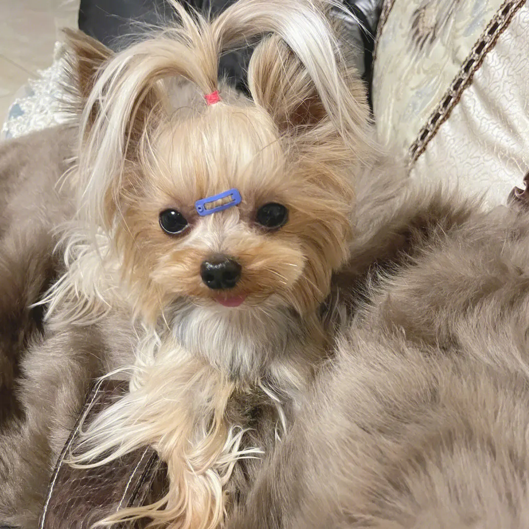 想要养约克夏犬？先看看它们的优缺点再做决定！