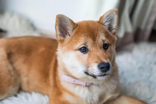 狗狗换毛期的应对与护理指南