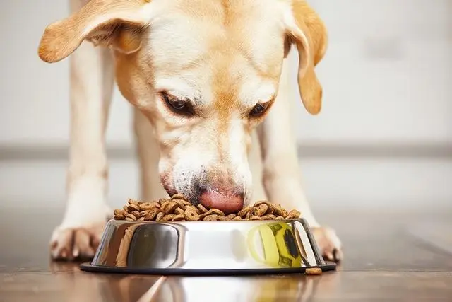 为什么狗狗越来越挑食了？这7大原因不可忽视！