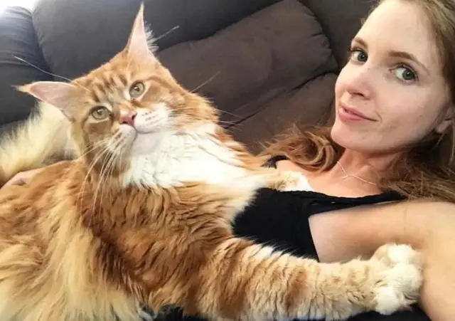 一只猫出现这几种表现，说明成功被你“养熟”了