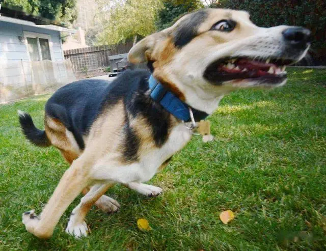 注意！狗狗有这5个症状，可能得了“狂犬病”！