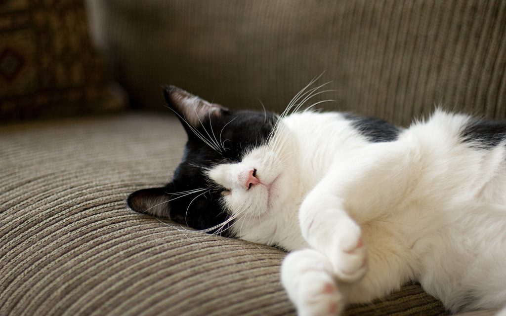 对于猫咪来说，柑橘是它讨厌的味道之一，那猫咪厌恶柑橘怎么办？