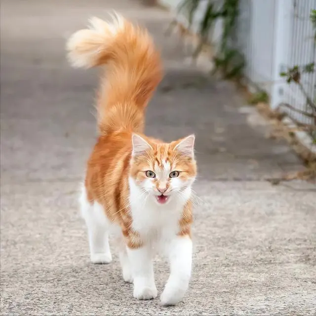 猫咪养不熟的7大忌，以及与猫相处的基本原则