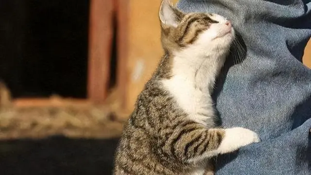 猫咪的年龄是怎么算的？了解计算方式对照顾和关注健康状况很重要
