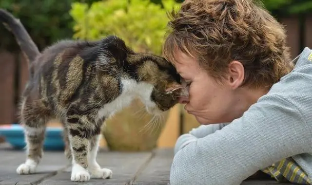 猫咪一旦出现这几个现象，就说明它步入“老年期”