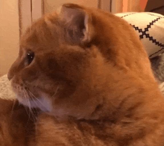 国内最受欢迎的6种猫咪，你最想养哪种？