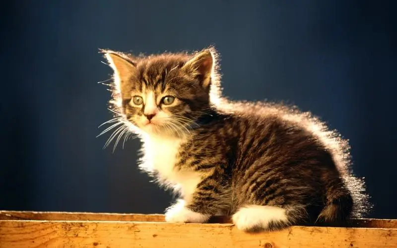 猫咪养不熟的7大忌，以及与猫相处的基本原则