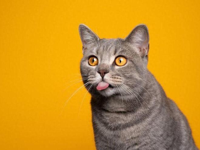 猫咪的五感与人类有何不同 做一个合格猫奴