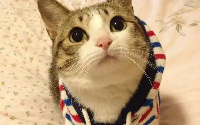 猫咪尾巴抖动什么意思