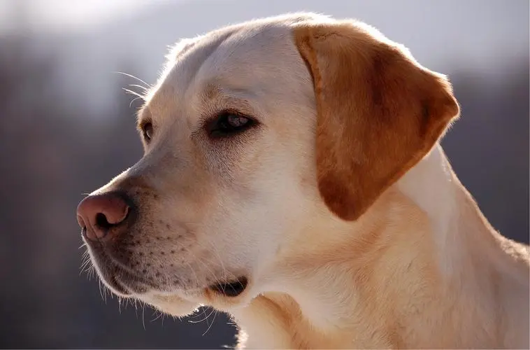 拉布拉多犬的致命缺点，以及如何应对这些问题