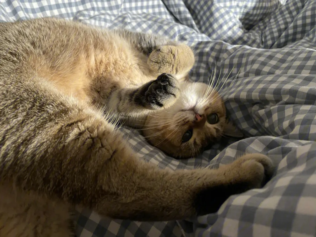 警惕！猫咪出现这5个表现，离死神不远了！