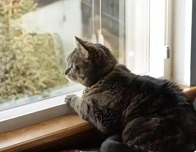 猫咪真的“生气”了？这些表现你一定不能忽视！