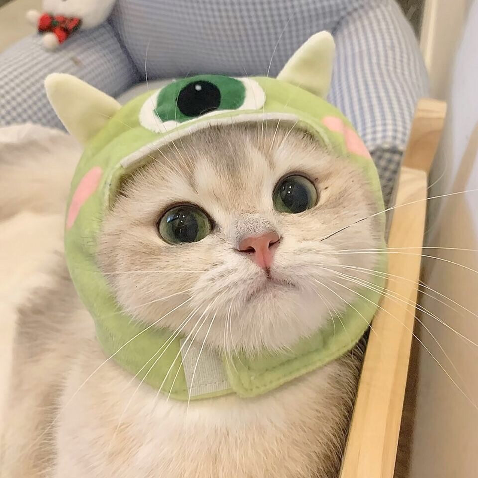 你的猫咪过得是否“幸福”？看看这8个表现就知道！