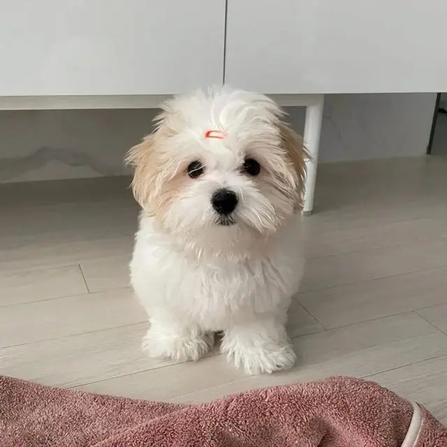 对不起，我迷恋上了“棉花面纱犬”，它真的太可爱了