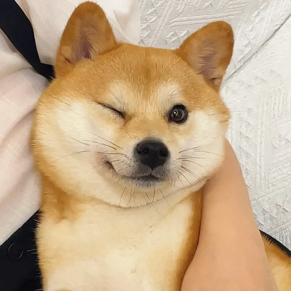 养狗，就得养柴犬！网友：柴柴，你是我唯一的哥
