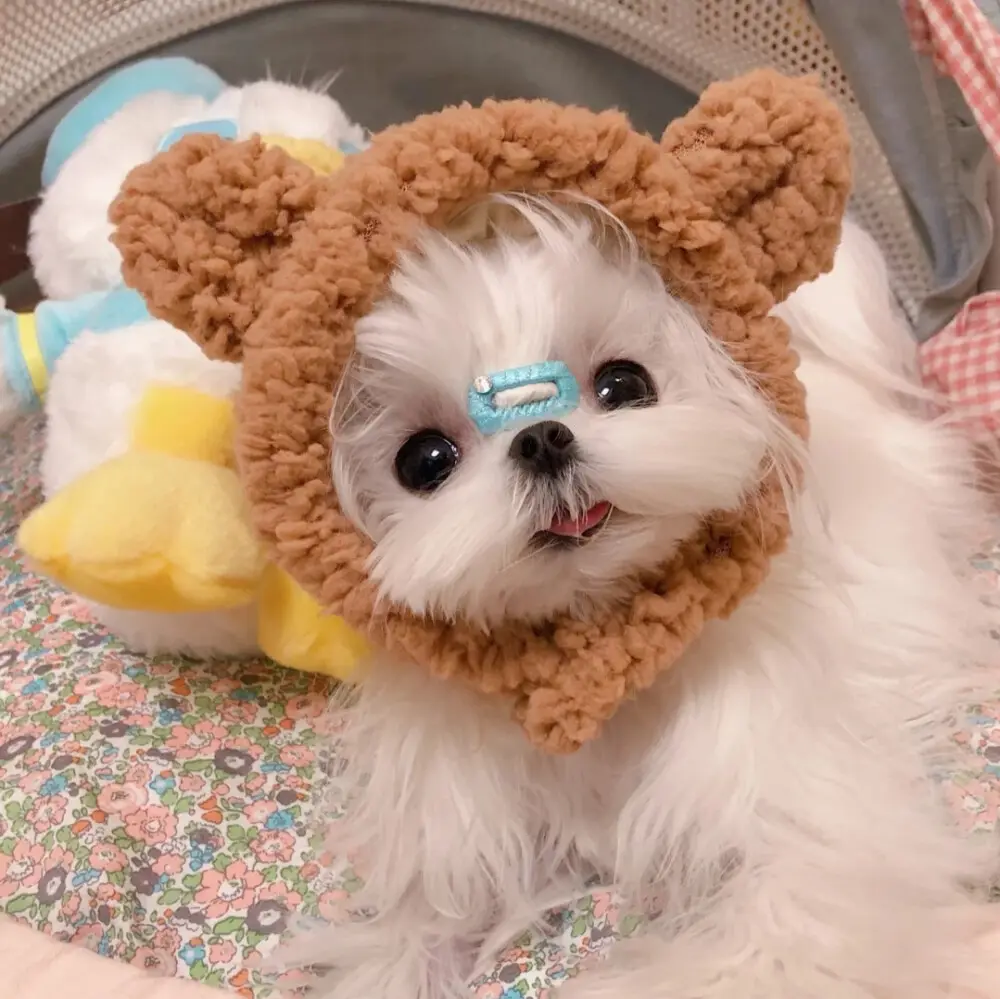 马尔济斯犬的7大优点，难怪养过的人，都不想换