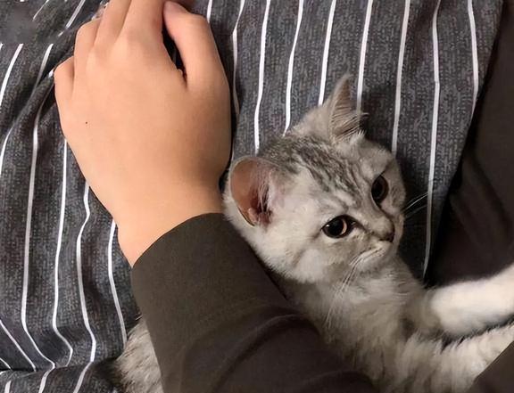 过来人告诉你，猫咪“认主的表现”，说明你养猫很成功