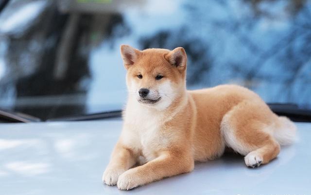 柴犬如厕规矩速成：训练定点大小便全攻略