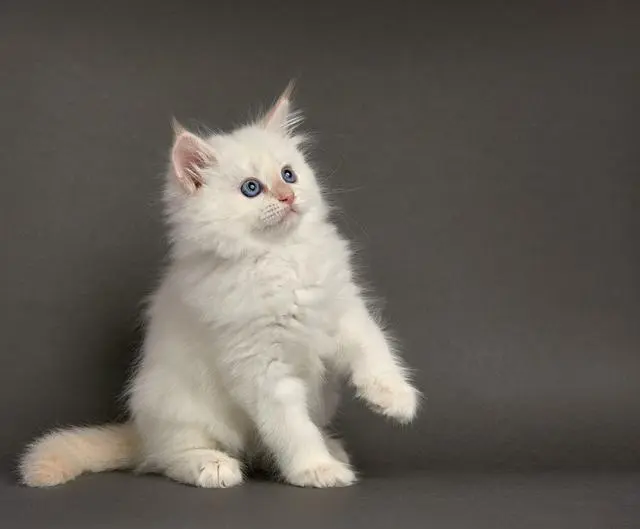 猫咪拿头拱你说明什么