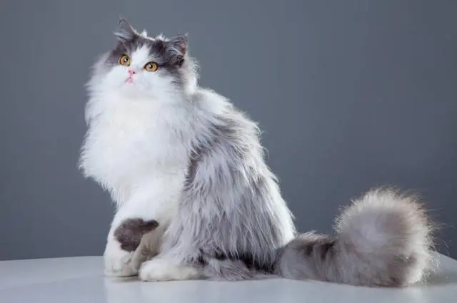 几大常见猫咪品种，你喜欢哪个？