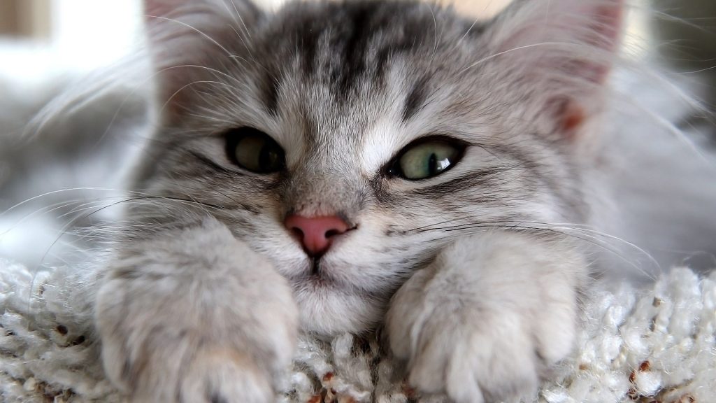 如何引导猫咪去猫砂盆里拉尿