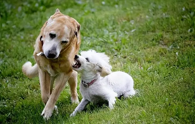 狗“不聪明”，这几个细节，足以说明！