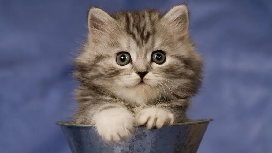 科学证明：你的猫几乎什么都吃