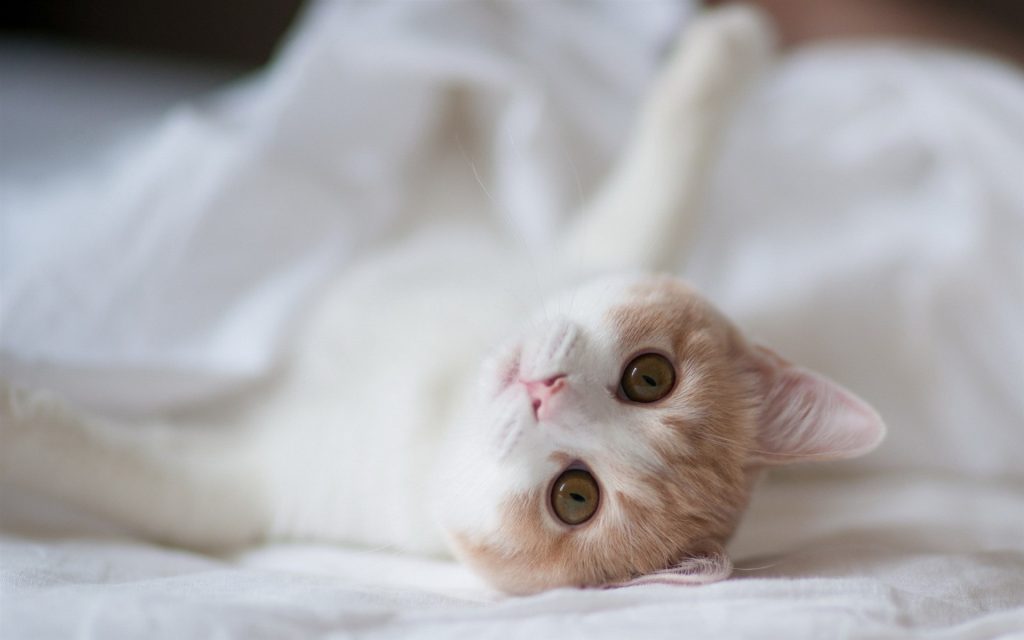 猫咪的颜值取决于这3点