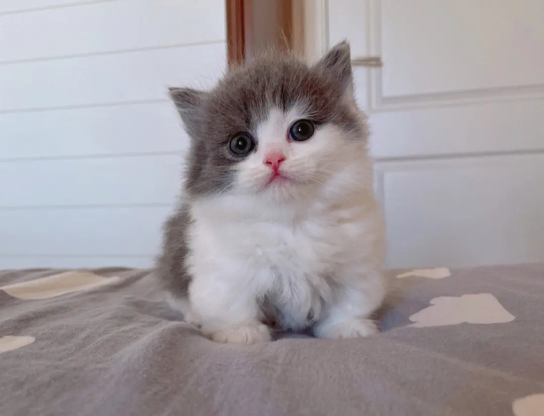 短腿精灵——拿破仑猫