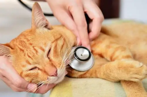 看起来很健康的猫咪猝死，养猫人注意！