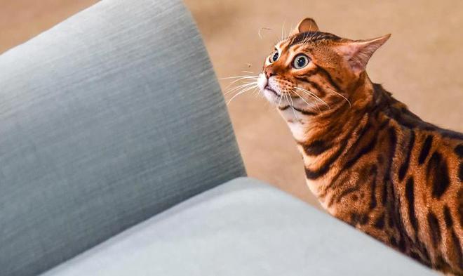 猫咪“凭空消失”了怎么办？