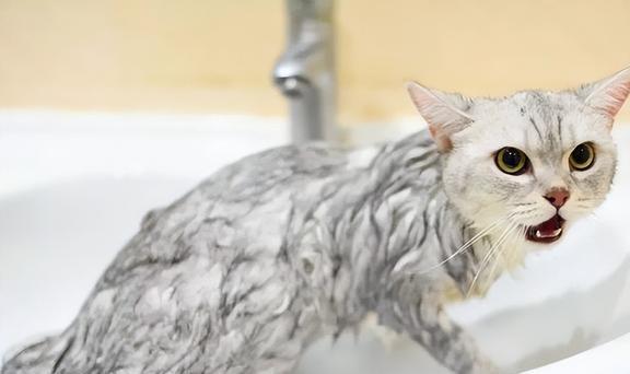 “带猫出门洗澡，一会儿的功夫猫就没了？”，猫咪应激需重视