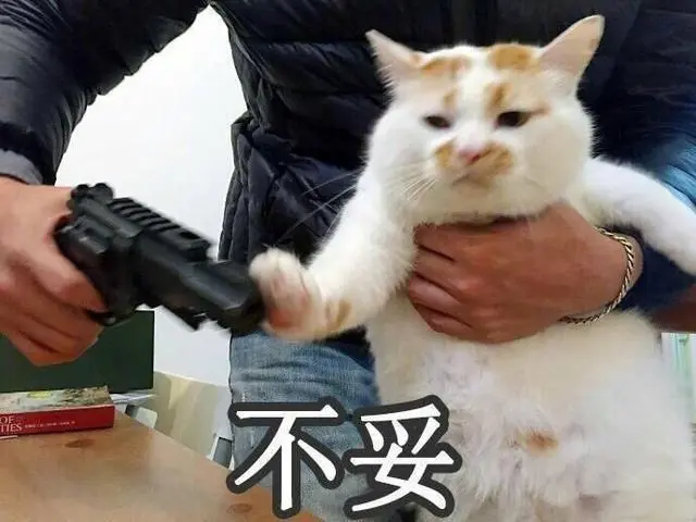 猫咪饲养七大误区！看看你犯了几个错？