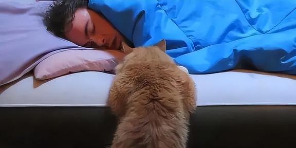 “每次睡着后，都能感觉到猫咪在闻自己，它是觉得我嘎了吗？”