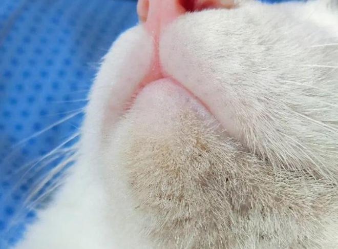 99%的猫咪会黑下巴，早晚问题而已，提早知道应对方法，提早治疗